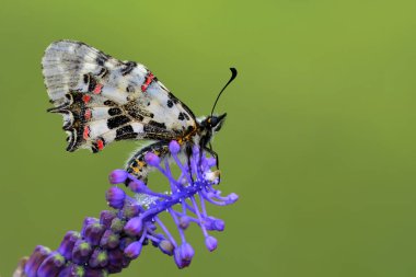 Çiçek oturma portre güzel kelebek