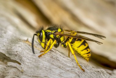 Güzel ortanca wasp (Dolichovespula) portre - stok görüntü