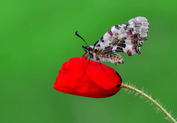 Gros Plan Beau Papillon Assis Sur Fleur — Photo