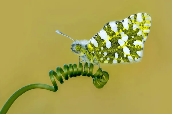 Närbild Vacker Fjäril Sitter Blomma — Stockfoto