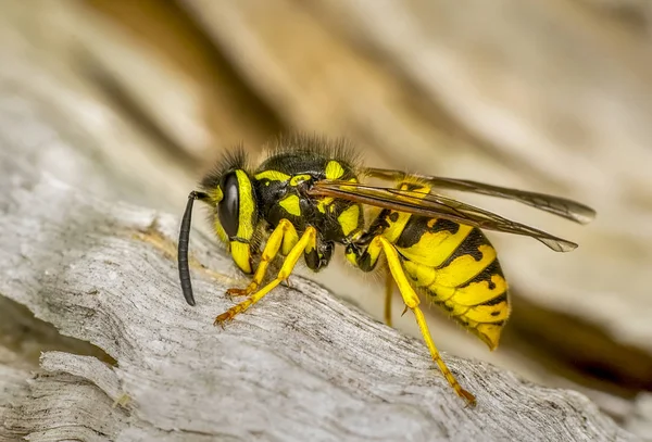 Mooi Mediaan Wesp Dolichovespula Portret Stock Beeld — Stockfoto