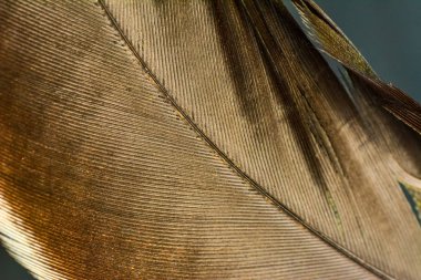 yumuşak tüyler ve bulanıklık stili arka planı için