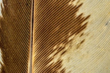 yumuşak tüyler ve bulanıklık stili arka planı için