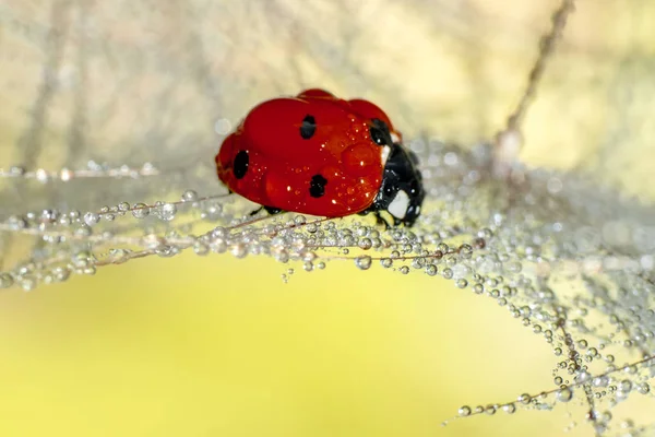 Belle Coccinelle Sur Fond Déconcentré Feuilles — Photo