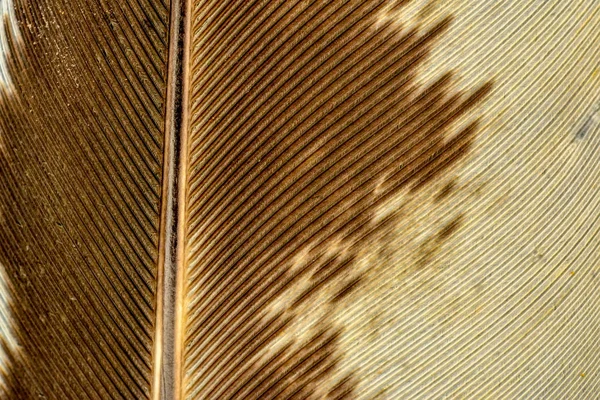 yumuşak tüyler ve bulanıklık stili arka planı için