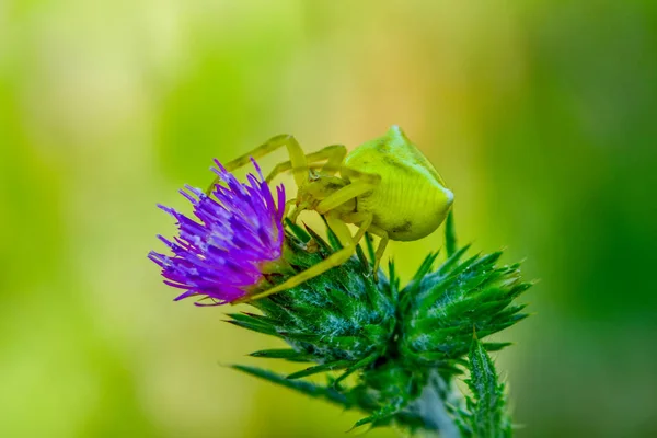 Goldrute Krabbenspinne Die Auf Fliege Schlemmt Makrofoto — Stockfoto