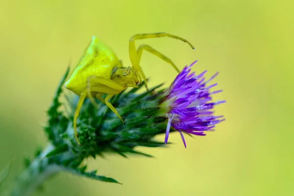 Altın Başak Yengeç Örümcek Anında Şölen Makro Fotoğraf — Stok fotoğraf