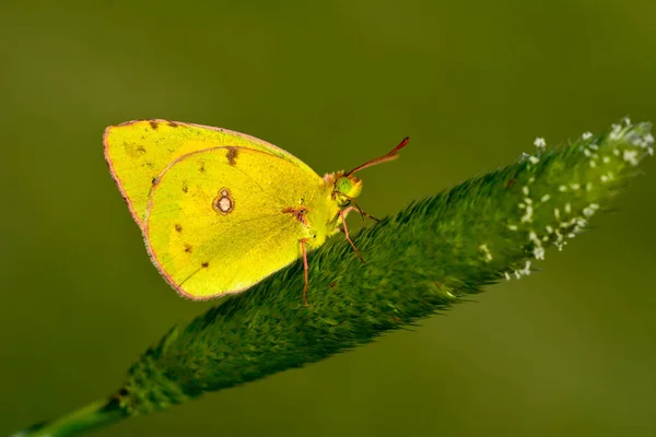 Gros Plan Beau Papillon Assis Sur Fleur — Photo