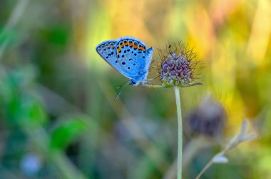 Çiçek oturma portre güzel kelebek