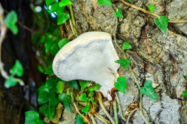 Ağaç funguson ağaç gövdeleri