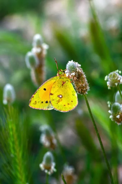 Primer Plano Hermosa Mariposa Sentada Flor —  Fotos de Stock