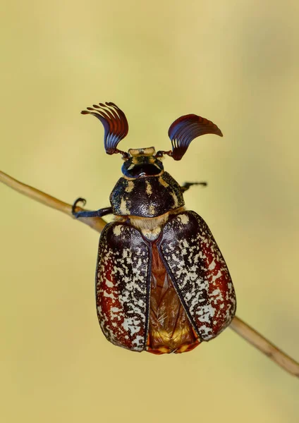 Vackra Flyga Insekt Lager Bild — Stockfoto