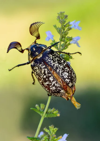 Prachtige Vliegen Insect Stock Beeld — Stockfoto