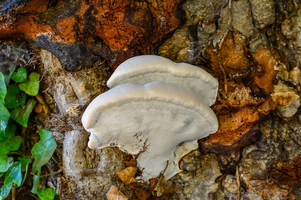 Funguson 木の幹 — ストック写真