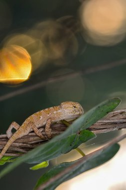 Makro çekimler, Güzel doğa sahnesi Yeşil bukalemun 