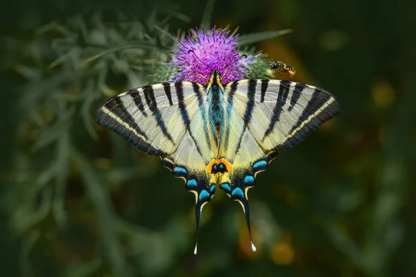 Vértes Gyönyörű Pillangó Virág — Stock Fotó