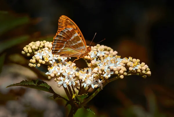 Primer Plano Hermosa Mariposa Sentada Flor — Foto de Stock