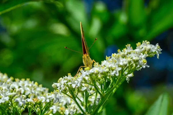 Primer Plano Hermosa Mariposa Sentada Flor — Foto de Stock