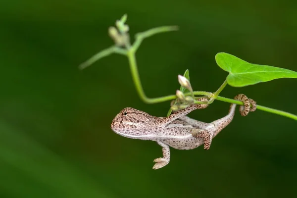 Macro Tiros Bela Natureza Cena Camaleão Verde — Fotografia de Stock