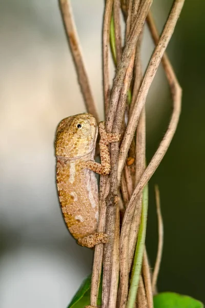 Fotos Macro Hermosa Escena Naturaleza Camaleón Verde — Foto de Stock