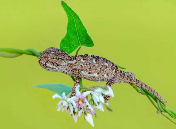 Makro Skott Vacker Natur Scen Grön Kameleont — Stockfoto