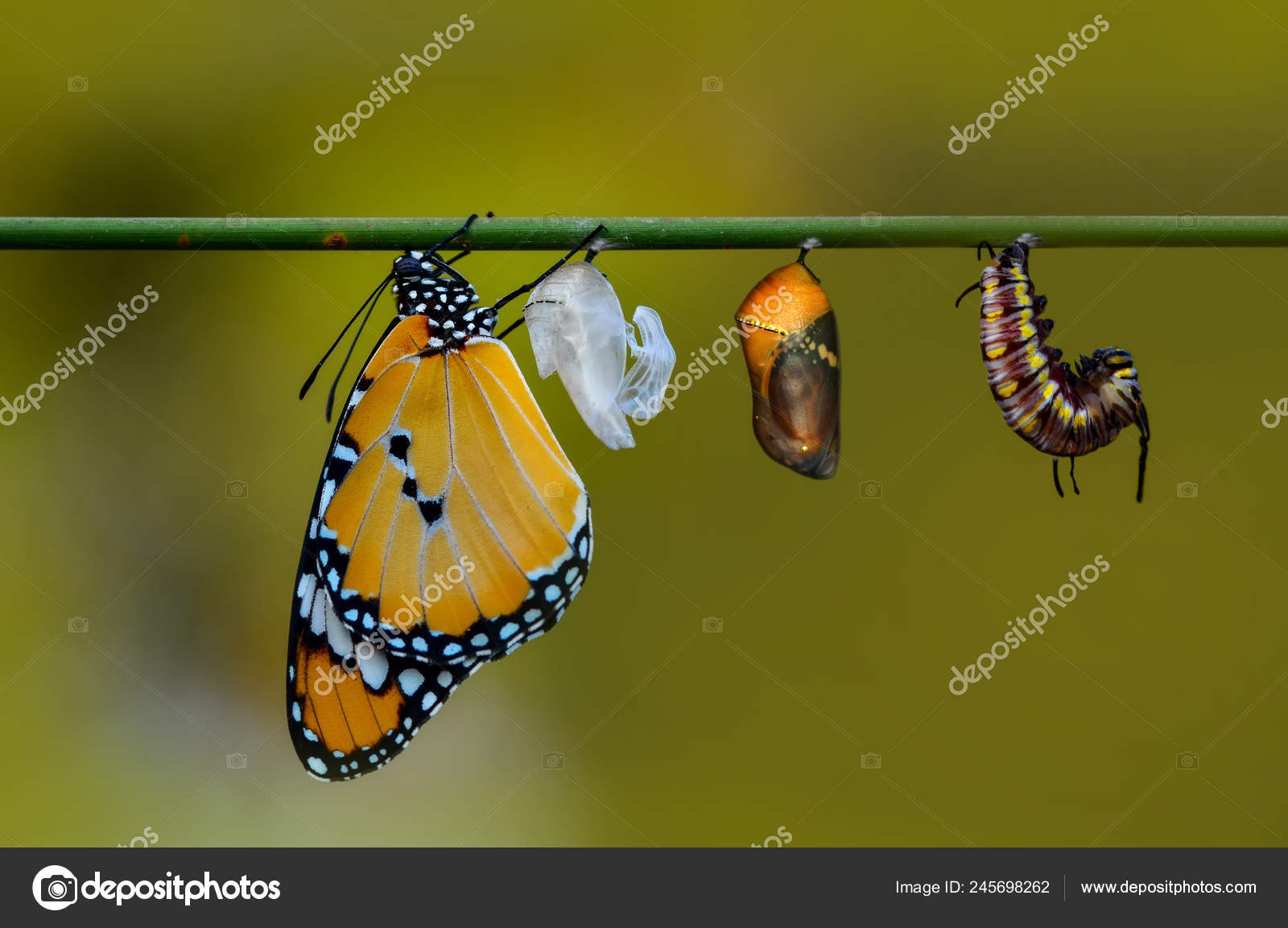 Monarch Butterfly Emerging From Chrysalis