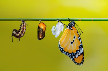 Amazing moment ,Monarch butterfly emerging from its chrysalis clipart
