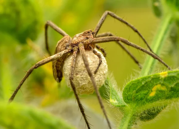 Bela Aranha Uma Teia Aranha Imagem Stock Close Jumping Spider — Fotografia de Stock