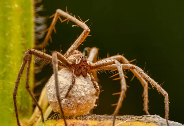 Bela Aranha Uma Teia Aranha Imagem Stock Close Jumping Spider — Fotografia de Stock