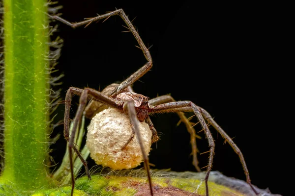 Bela Aranha Uma Teia Aranha Imagem Stock Close Jumping Spider — Fotografia de Stock