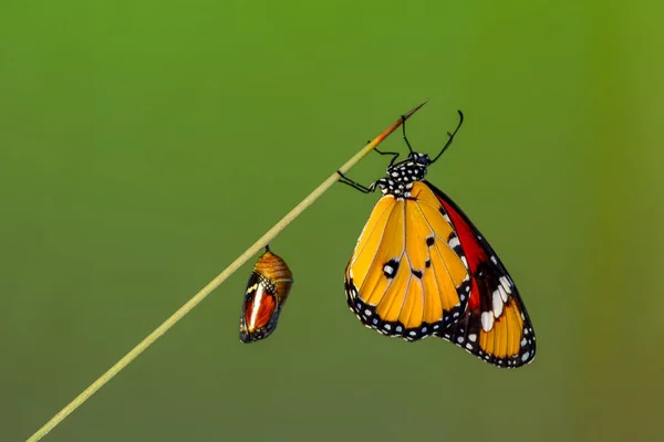 Удивительный Момент Бабочка Монарха Выходящая Своего Куколки — стоковое фото