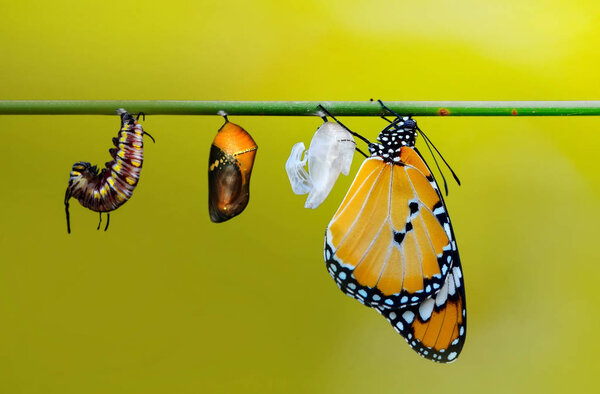 Amazing moment ,Monarch butterfly emerging from its chrysalis