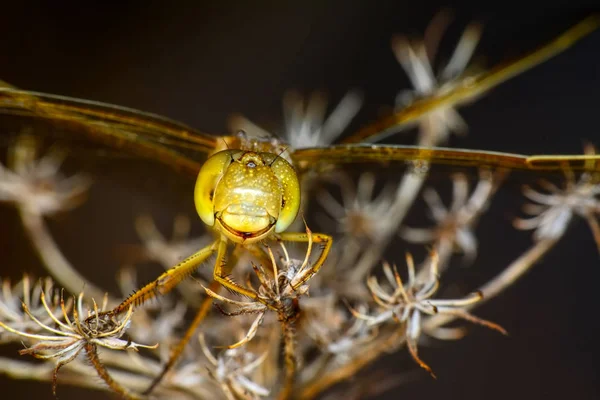 Makroaufnahmen Schöne Naturszene Libelle — Stockfoto