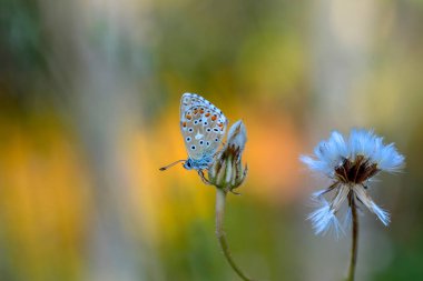 Çiçek oturma portre güzel kelebek