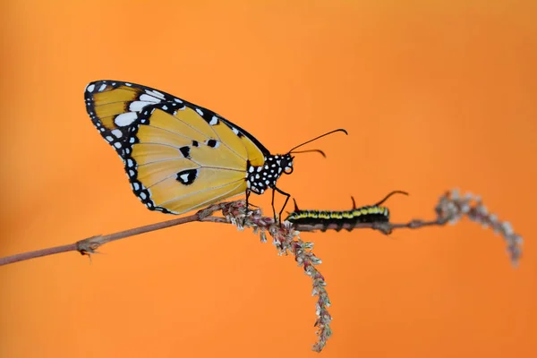 Suspende Una Granja Mariposas Pupas Orugas Transformación Conceptual Mariposa —  Fotos de Stock