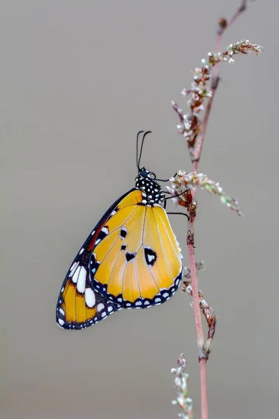 クローズ アップ美しい蝶の花の上に座って — ストック写真