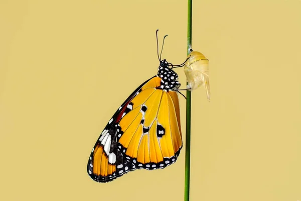 Farm Butterflies Pupae Caterpillar Suspended Concept Transformation Butterfly — Stock Photo, Image