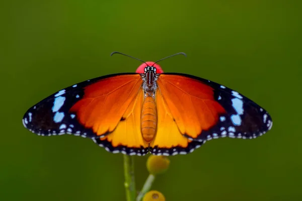 Nahaufnahme Schöner Schmetterling Auf Blume Sitzend — Stockfoto