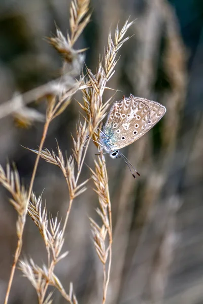 Primer Plano Hermosa Mariposa Sentada Flor — Foto de Stock