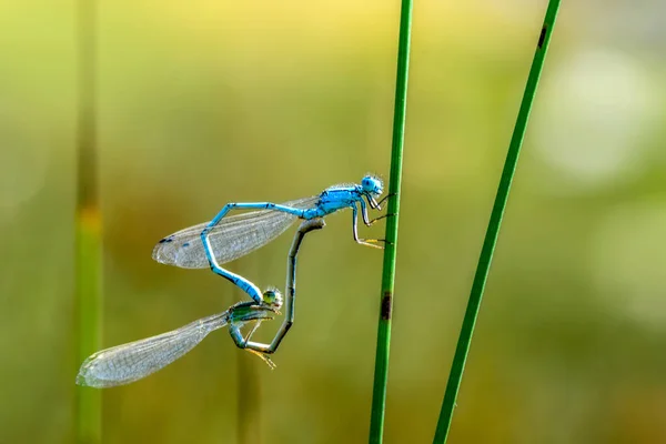 Makroaufnahmen Schöne Naturszene Libelle — Stockfoto