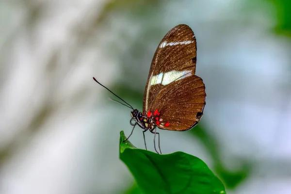 Closeup Bela Borboleta Sentado Flor — Fotografia de Stock