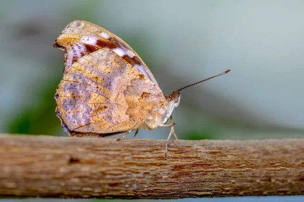 Nahaufnahme Schöner Schmetterling Auf Blume Sitzend — Stockfoto