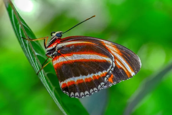 Closeup Bela Borboleta Sentado Flor — Fotografia de Stock