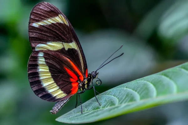 Zbliżenie Kwiat Piękny Motyl — Zdjęcie stockowe