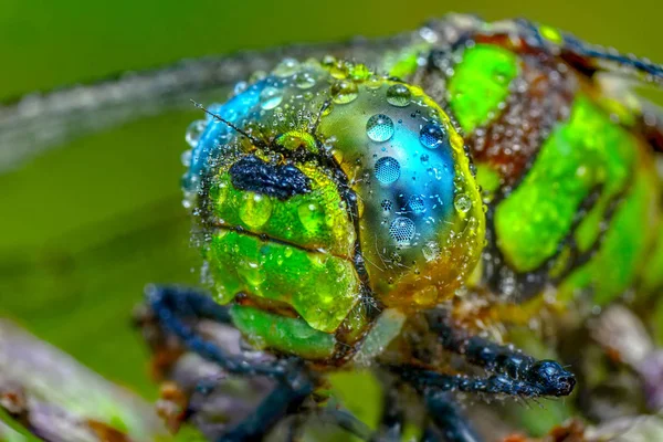 Fotos Macro Hermosa Escena Naturaleza Libélula — Foto de Stock