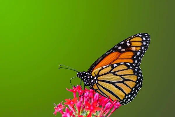 Primer Plano Hermosa Mariposa Sentada Flor —  Fotos de Stock