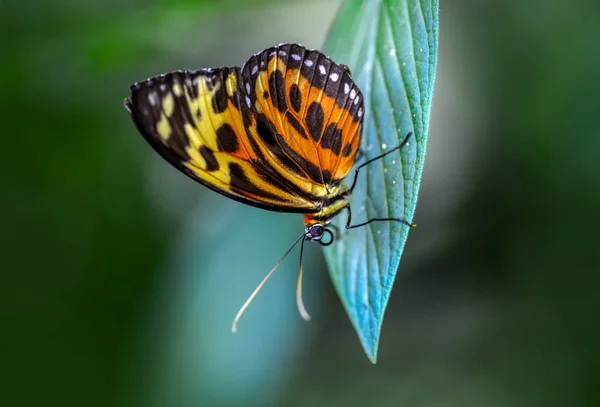 Zbliżenie Kwiat Piękny Motyl — Zdjęcie stockowe