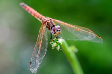 Makro çekimler, Güzel doğa sahnesi yusufçuk sineği. 