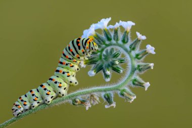 Swallowtail - stok görüntü güzel aterpillar