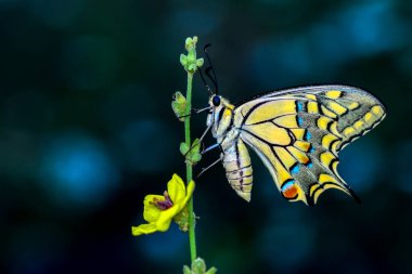 Çiçek oturma portre güzel kelebek